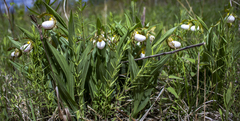 Cypripedium candidum