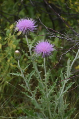 Cirsium undulatum undulatum