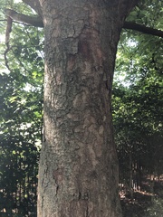 Zelkova