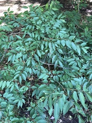 Zelkova