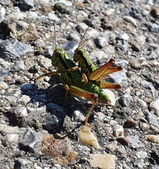 Micropodisma salamandra