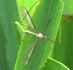 Tipula