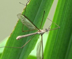 Tipula