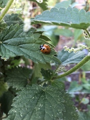 Coccinella septempunctata