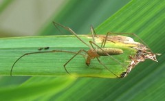 Tetragnatha