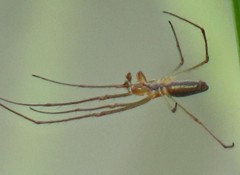 Tetragnatha