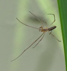 Tetragnatha
