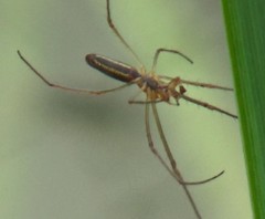 Tetragnatha
