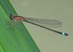 Ischnura elegans
