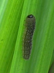 Rhadinoceraea micans