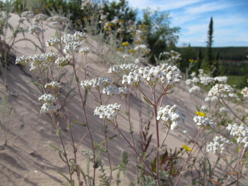 Achillea millefolium