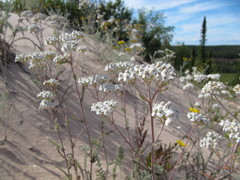 Achillea millefolium megacephala