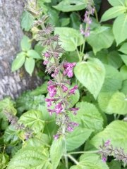 Stachys sylvatica