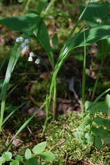 Convallaria majalis
