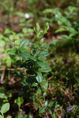 Vaccinium vitis-idaea