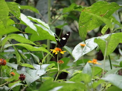 Heliconius sara sara