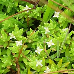Crassula helmsii