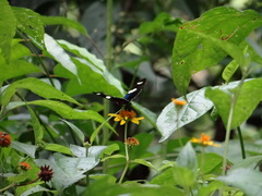 Heliconius sara sara