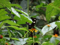 Heliconius sara sara