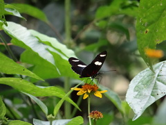 Heliconius sara sara