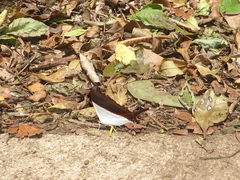 Marpesia zerynthia dentigera