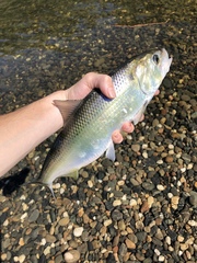 Alosa sapidissima