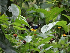 Heliconius sara sara