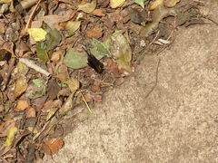 Marpesia zerynthia dentigera