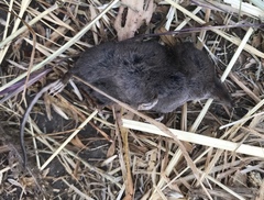 Sorex trowbridgii