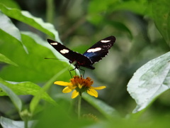 Heliconius sara sara