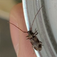 Exocentrus lusitanus