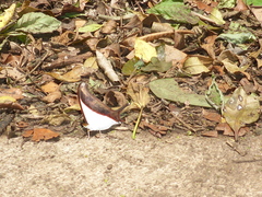 Marpesia zerynthia dentigera