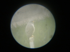 Rupornis magnirostris