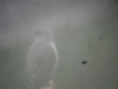 Rupornis magnirostris