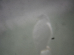 Rupornis magnirostris