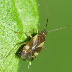 Plagiognathus obscurus