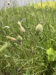 Silene latifolia
