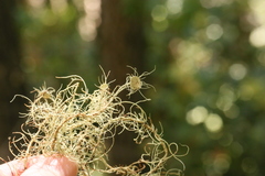 Usnea intermedia