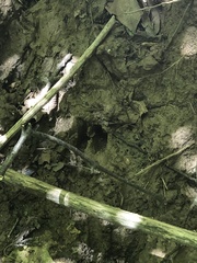 Odocoileus virginianus macrourus