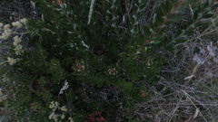 Bejaria