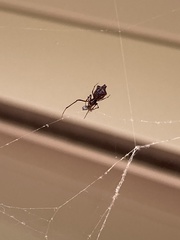 Faiditus cancellatus