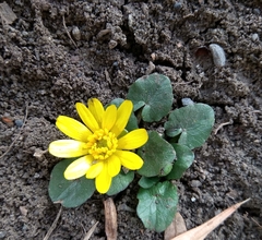 Ficaria verna