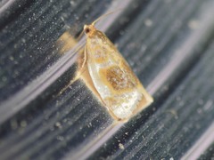 Clepsis melaleucanus