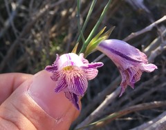 Gladiolus inflexus