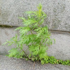 Artemisia vulgaris