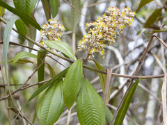 Miconia stenostachya