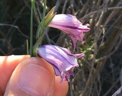 Gladiolus inflexus