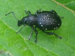 Otiorhynchus gemmatus