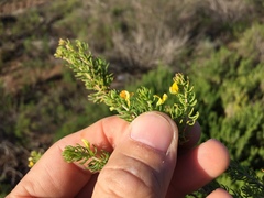 Aspalathus sanguinea