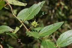 Byttneria filipes